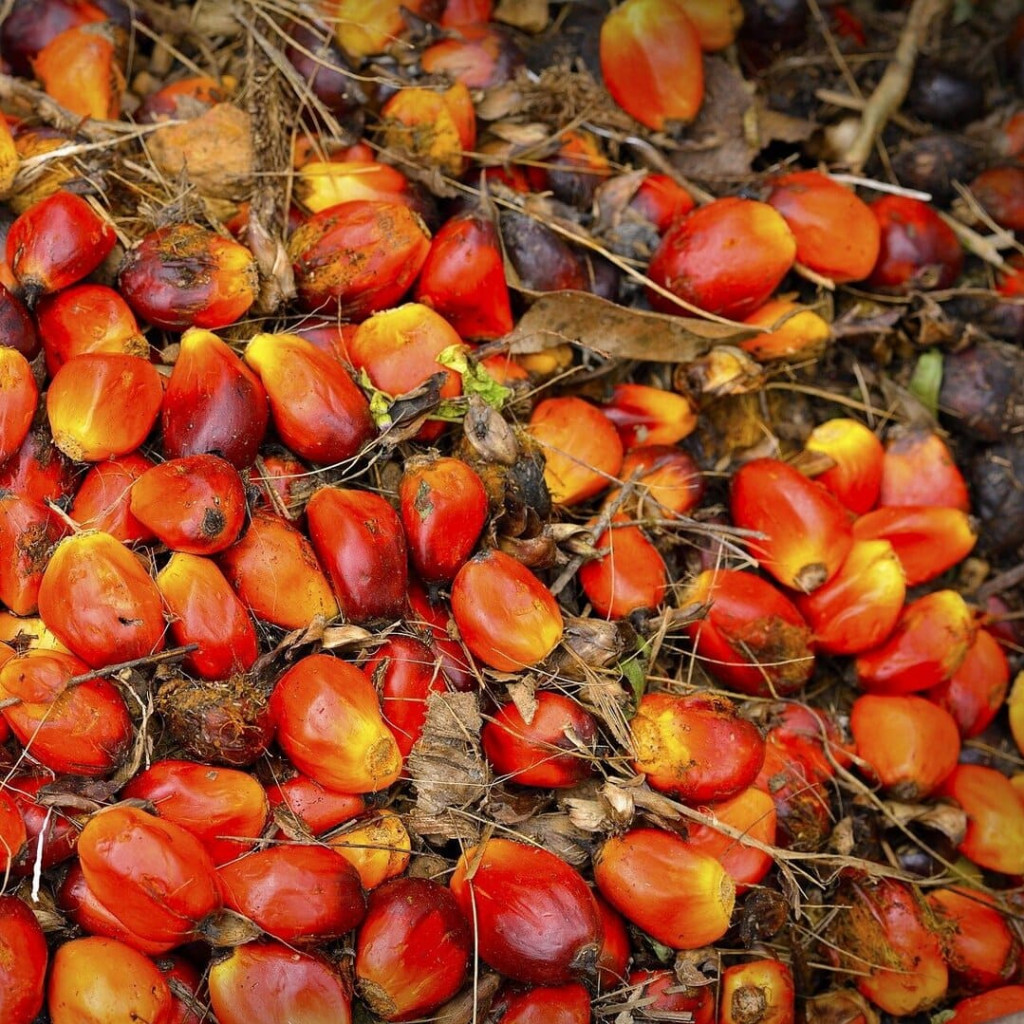 L'huile rouge, la palme des huiles !- Plantes et Santé